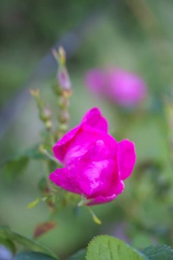 Pembe dogrose veya Rosa Rubiginosa bitkisi.