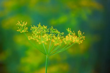 Mutfak bahçesinde taze dereotu yetişiyor..