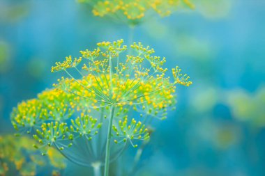 Mutfak bahçesinde taze dereotu yetişiyor..