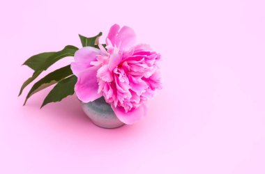 Pembe şakayıklar. Çiçek mevsiminde güzel bahar çiçekleri.