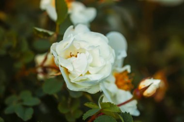 Sıcak akşam güneşinde beyaz yabani güller. İlkbaharda güzel kokulu çiçekler. Çiçek arka planı.