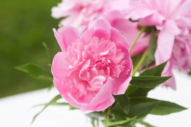 Pembe şakayıklar. Çiçek mevsiminde güzel bahar çiçekleri.