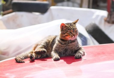 Gri kedi güneşli bir günde arabanın kaputunda oturuyor..