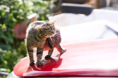 Gri kedi güneşli bir günde arabanın kaputunda oturuyor..