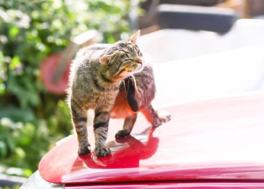 Gri kedi güneşli bir günde arabanın kaputunda oturuyor..