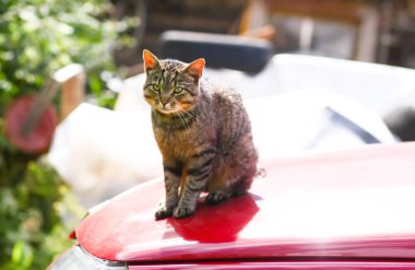 Gri kedi güneşli bir günde arabanın kaputunda oturuyor..
