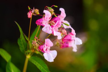 Çiçek açmış güzel bahçe çiçekleri. Çiçek mevsiminde dekoratif bitkiler.