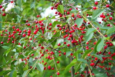 Bahçedeki ağaçta olgun kırmızı kirazlarla dolu bir dal..