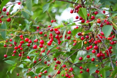 Bahçedeki ağaçta olgun kırmızı kirazlarla dolu bir dal..