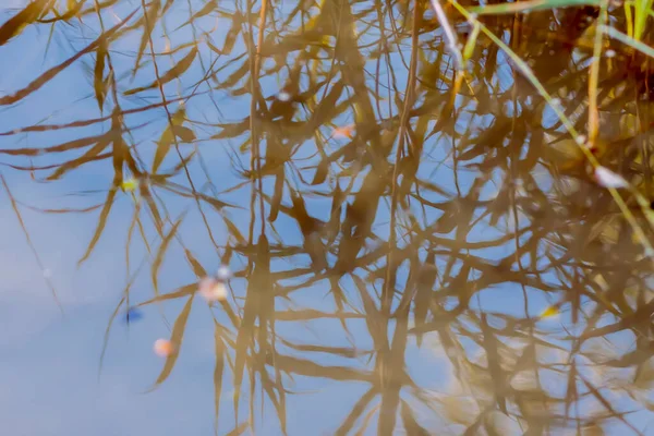 Wasseroberfläche Des Sees Reflektiert Bäume Und Pflanzen — Stockfoto