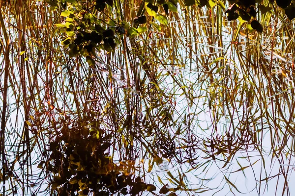 Wasseroberfläche Des Sees Reflektiert Bäume Und Pflanzen — Stockfoto