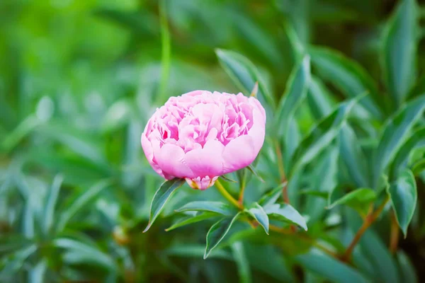 Pembe Şakayıklar Çiçek Mevsiminde Güzel Bahar Çiçekleri — Stok fotoğraf