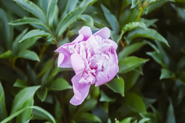 Rosa Pioner Vackra Vårblommor Blomningstiden — Stockfoto