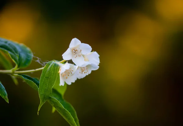 Beautiful White Jasmine Flowers Spring Garden Flowering Plant Illuminated Sunset — Stock Photo, Image