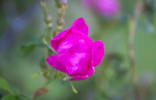 Ροζ Dogrose Φυτό Rosa Rubiginosa — Φωτογραφία Αρχείου