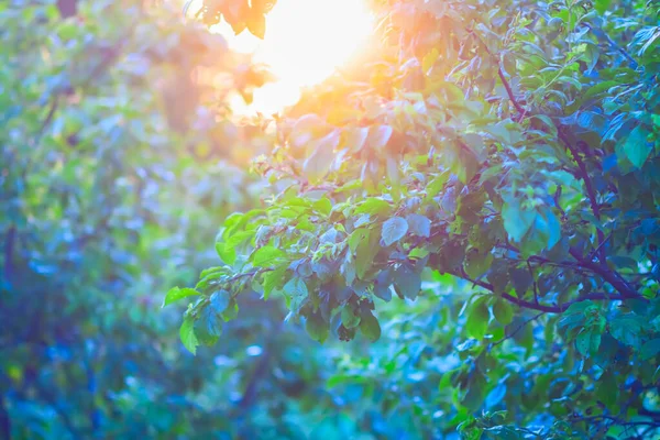 Tree Leaves Warm Golden Sunmset Light Summer Nature Details — Stock Photo, Image