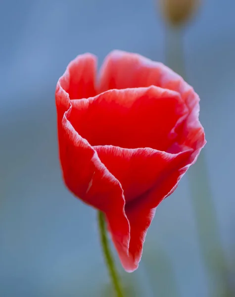 Flor Amapola Roja Brillante —  Fotos de Stock