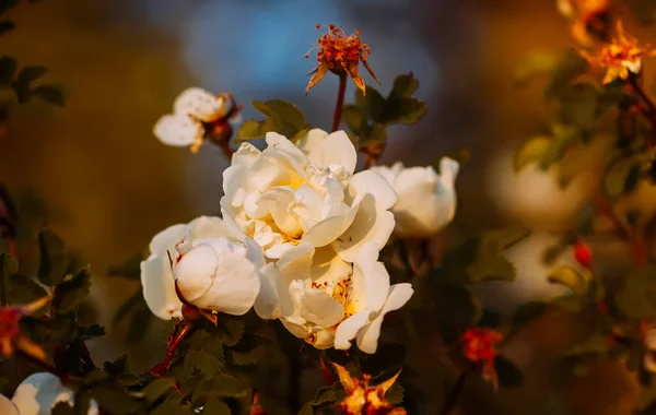 Vita Vilda Rosor Varmt Kvällssol Vackra Doftande Blommor Våren Blommig — Stockfoto
