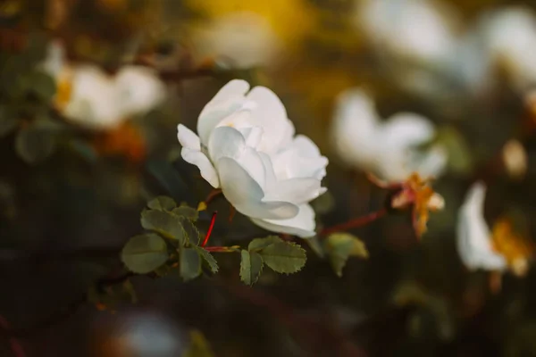 Roses Sauvages Blanches Dans Lumière Chaude Soleil Soir Belles Fleurs — Photo