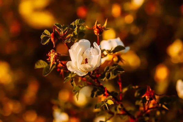 Rosas Selvagens Brancas Luz Sol Quente Noite Lindas Flores Perfumadas — Fotografia de Stock