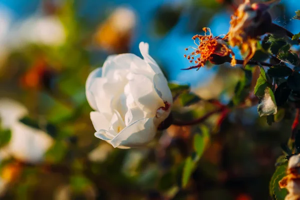 Rosas Silvestres Blancas Cálida Luz Del Sol Noche Hermosas Flores —  Fotos de Stock