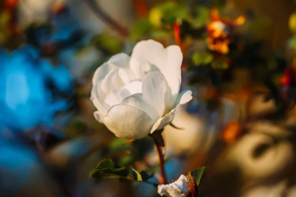 Білі Дикі Троянди Теплих Вечірніх Сонячних Променях Красиві Ароматні Квіти — стокове фото