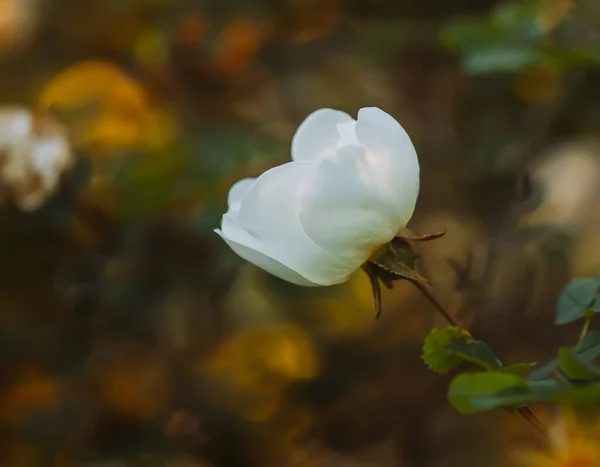 Bílé Divoké Růže Teplém Večerním Slunci Krásné Voňavé Květy Jaře — Stock fotografie