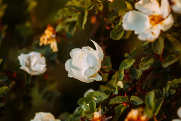 White Wild Roses Warm Evening Sunlight Beautiful Fragrant Flowers Springtime — Stock Photo, Image