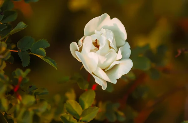 Λευκά Άγρια Τριαντάφυλλα Στο Ζεστό Φως Του Ήλιου Βράδυ Όμορφα — Φωτογραφία Αρχείου