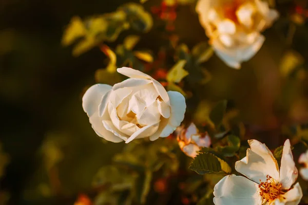 White Wild Roses Warm Evening Sunlight Beautiful Fragrant Flowers Springtime — Stock Photo, Image