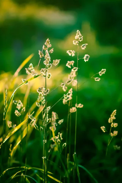 Gras Warmen Goldenen Sonnenuntergang Licht Details Zur Natur Sommer — Stockfoto