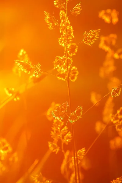 Grama Luz Quente Pôr Sol Dourado Verão Natureza Detalhes — Fotografia de Stock