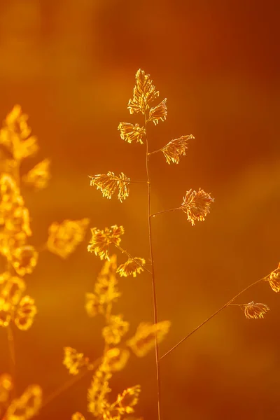 Grama Luz Quente Pôr Sol Dourado Verão Natureza Detalhes — Fotografia de Stock