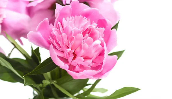 Peonías Rosadas Hermosas Flores Primavera Temporada Floración — Foto de Stock