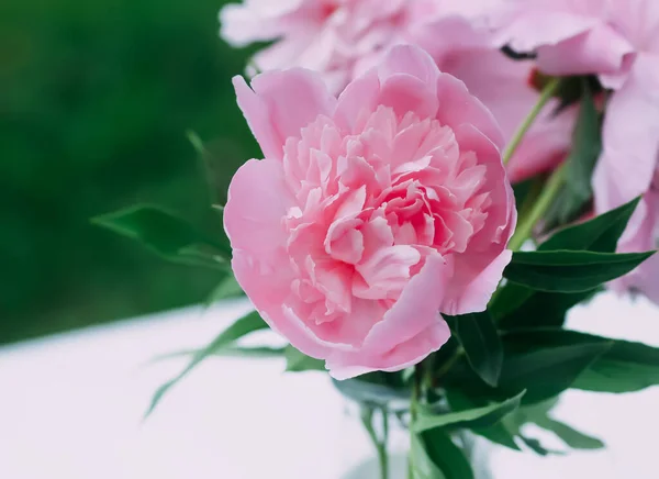 stock image Pink peonies. Beautiful spring flowers in flowering season.