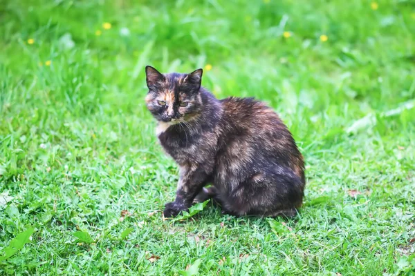 Evcil Kedi Bahçede — Stok fotoğraf