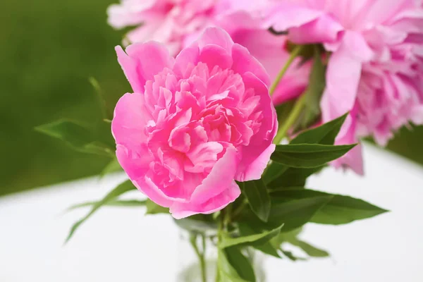 stock image Pink peonies. Beautiful spring flowers in flowering season.