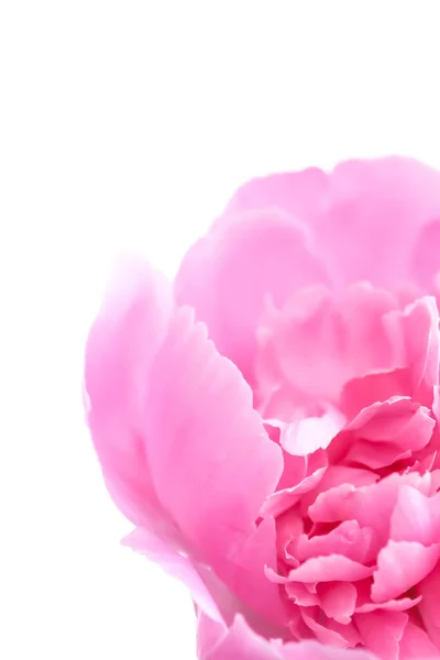 Pinkfarbene Pfingstrosen Schöne Frühlingsblumen Der Blütezeit — Stockfoto