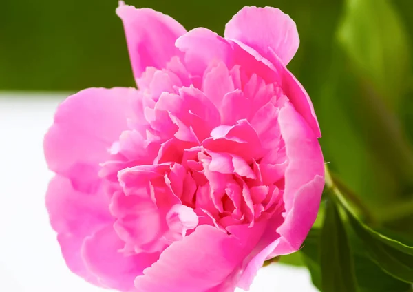 Różowe Piwonie Piękne Wiosenne Kwiaty Sezonie Kwitnienia — Zdjęcie stockowe