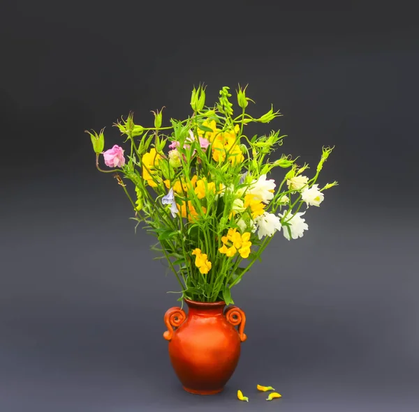 Красиві Садові Квіти Цвітуть Декоративні Рослини Сезон Цвітіння — стокове фото