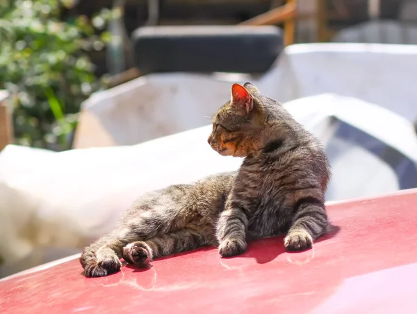 Gato Gris Sentado Capucha Coche Cálido Día Soleado —  Fotos de Stock