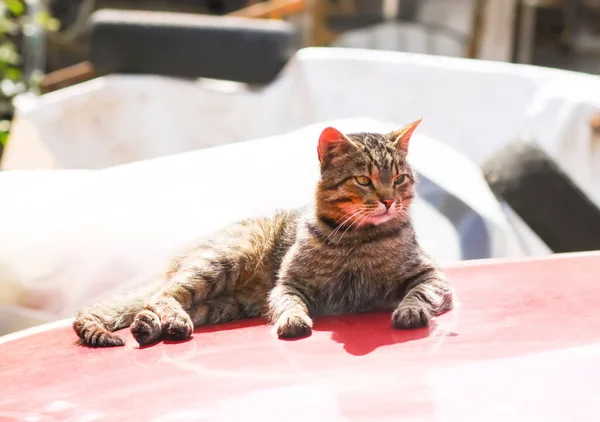 Γκρι Γάτα Κάθεται Στο Καπό Ενός Αυτοκινήτου Μια Ζεστή Ηλιόλουστη — Φωτογραφία Αρχείου