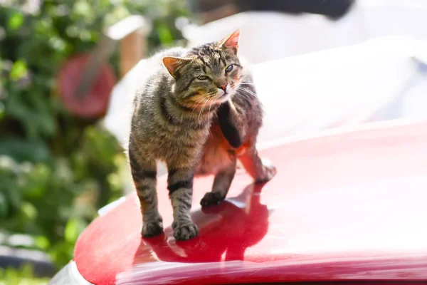 Gri Kedi Güneşli Bir Günde Arabanın Kaputunda Oturuyor — Stok fotoğraf