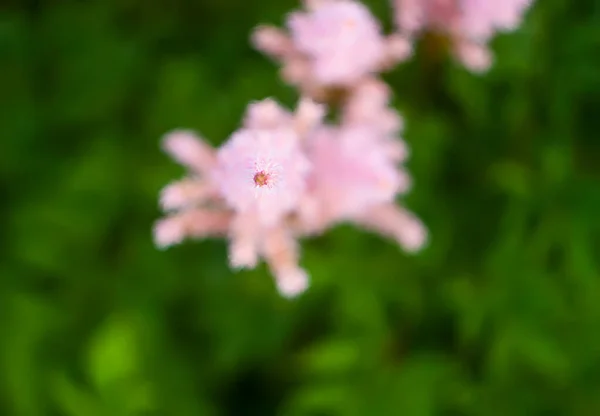 開花中の美しい庭の花 開花期の装飾植物 — ストック写真