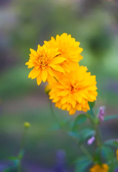 Όμορφα Λουλούδια Κήπου Άνθιση Διακοσμητικά Φυτά Εποχή Ανθοφορίας — Φωτογραφία Αρχείου