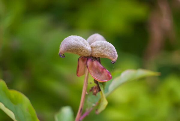 Beautiful garden flowers in bloom. Decorative plants in flowering season.