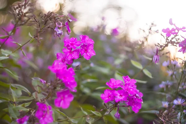 stock image Beautiful garden flowers in bloom. Decorative plants in flowering season.