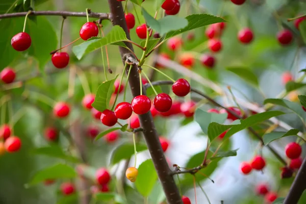 Zweig Mit Reifen Roten Saftigen Kirschen Einem Baum Garten — Stockfoto