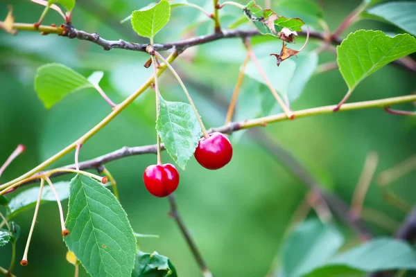 Branch Ripe Red Juicy Cherries Tree Garden — Stock Photo, Image