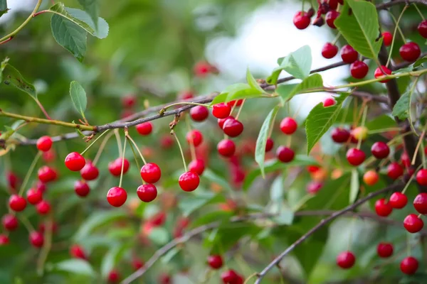 stock image Branch with ripe red juicy cherries on a tree in a garden.